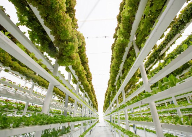 Vertical Farming